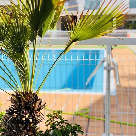Surf Lions House *